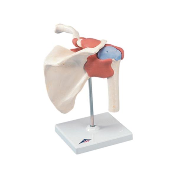 Fabrication Enterprises Shoulder Joint Model Functional Ea - 954715