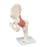 Fabrication Enterprises Hip Joint Model Functional Ea - 955080