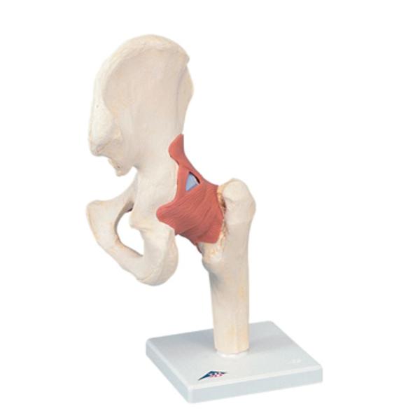 Fabrication Enterprises Hip Joint Model Functional Ea - 955080