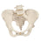 Fabrication Enterprises Pelvis Model Female Ea - 983570