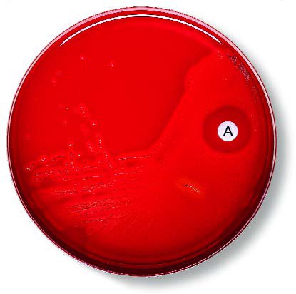 BD Taxo A - Disc - 231552