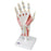Fabrication Enterprises Anatomical Hand Model 2 lbs. - 958002