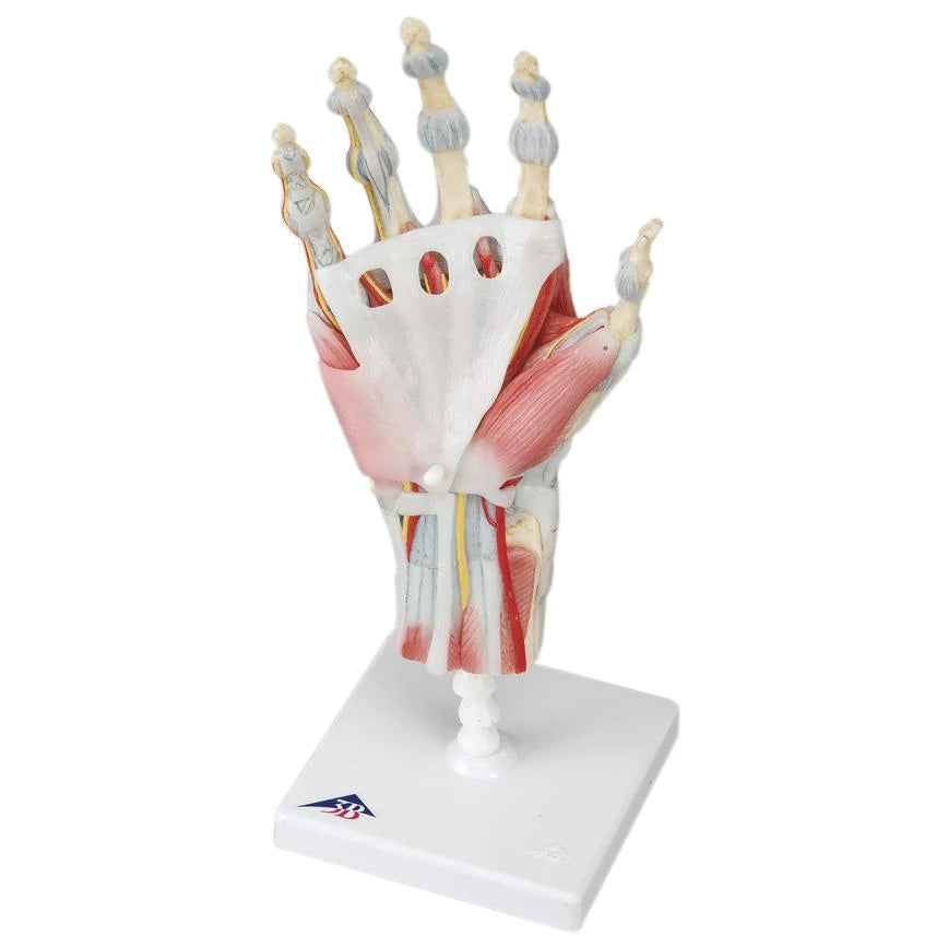 Fabrication Enterprises - Anatomical Hand Model 2 lbs. - 12-4522