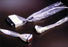 Ultrasound Probe Cover