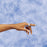 Deroyal - Finger Splint DeRoyal Small Without Fastening Left or Right Hand Silver - 9109-01