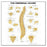 Wolters Kluwer Health Inc Chart Anatomical The Vertebral Column 20X26" Ea - 9781587796890