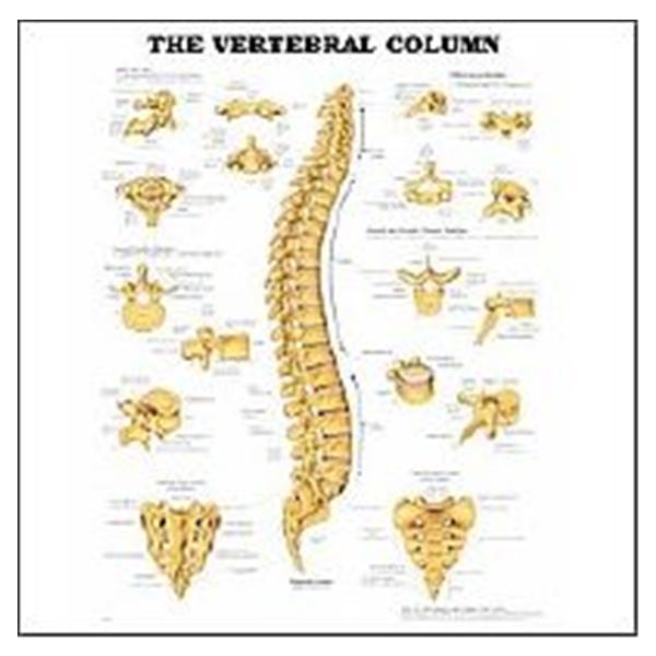 Wolters Kluwer Health Inc Chart Anatomical The Vertebral Column 20X26" Ea - 9781587796890