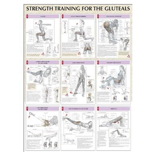 Human Kinetics Poster Instructional Strength Training For The Buttocks 24X31" Ea - 736059377