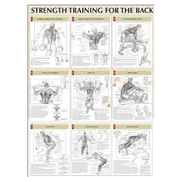 Human Kinetics Poster Instructional Strength Training For The Back 24X31" Ea - 736059326