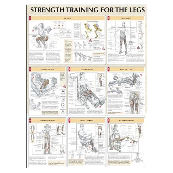 Human Kinetics Poster Instructional Strength Training For The Legs 24X31" Ea - 736059385