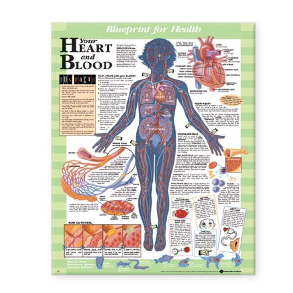 Wolters Kluwer Health Inc Chart Anatomical Blueprint For Health Your Heart And Blood 20X26" Ea - 9781587797453