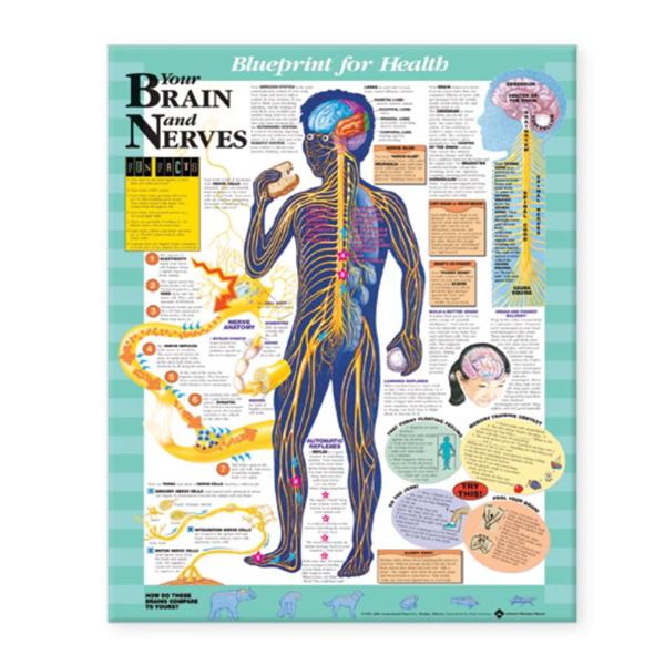 Wolters Kluwer Health Inc Chart Anatomical Blueprint For Health Your Brain And Nerves 20X26" Ea - 9781587797439