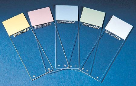 SP Colorfrost Plus - Charged Microscope Slide 25 X 75 X 1 mm Blue Frosted End - M6148-3B