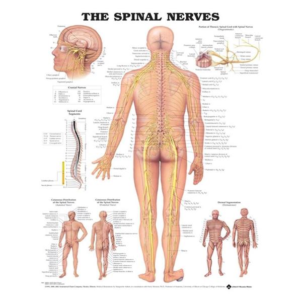 Wolters Kluwer Health Inc Chart Anatomical The Spinal Nerves 20X26" Ea - 9781587792052