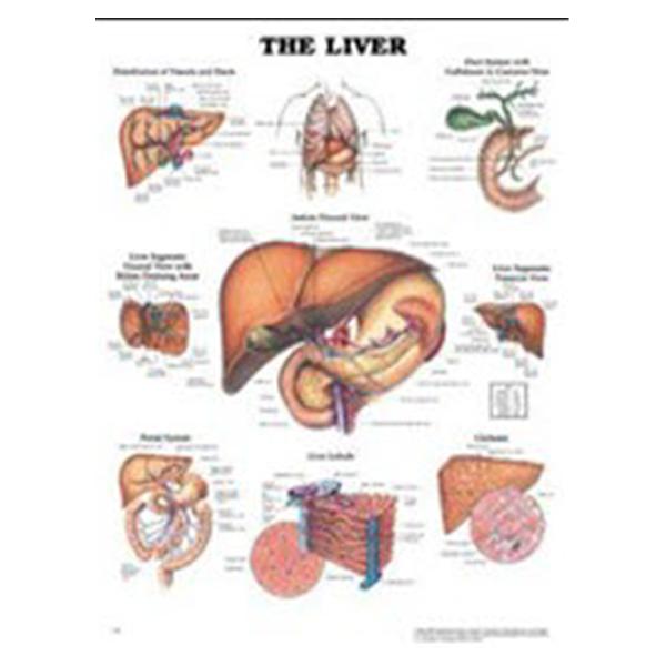 Williams & Wilkins Inc Chart Anatomical The Liver 19" X 26" Each - 1-58779-1757