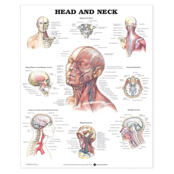 Wolters Kluwer Health Inc Chart Anatomical Head And Neck 20X26" Ea - 9781587797286