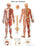 Anatomical Chart