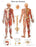 Fabrication Enterprises - Anatomical Chart Nervous System 20 X 25 Inch Laminated - 12-4628L