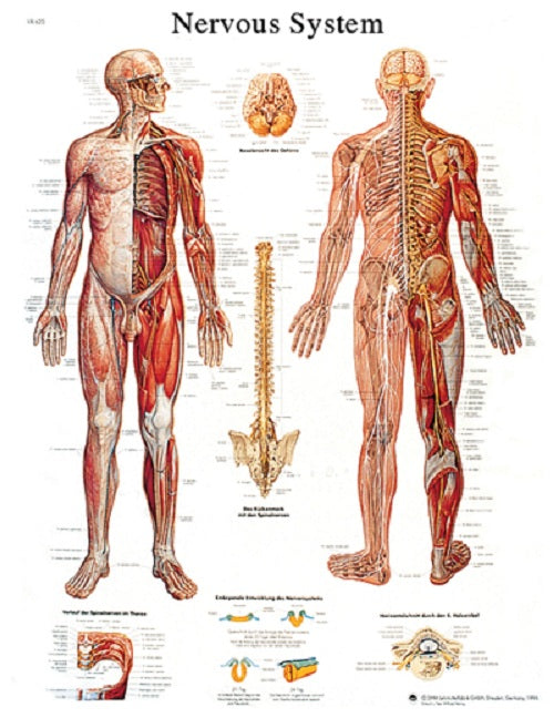 Anatomical Chart