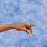 Deroyal Finger Splint  Large Without Fastening Left Hand Silver - 9109-03