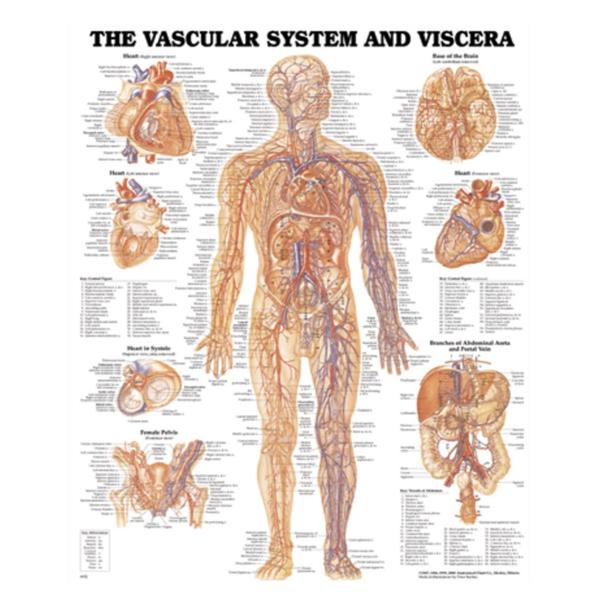 Wolters Kluwer Health Inc Chart Anatomical Vascular System And Viscera 20X26" Ea - 9781587790768