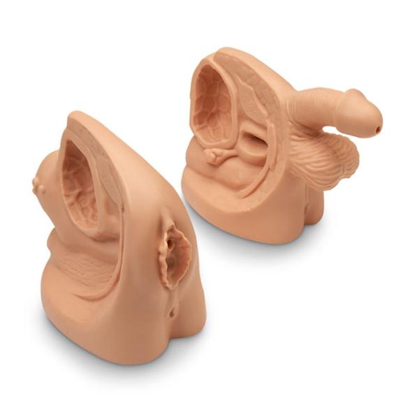 Nasco Company Model Anatomical Life/Form Male & Female Ea - LF01152U