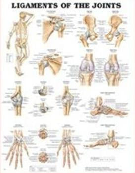 Patterson Medical Supply Anatomical Chart Knee 20 X 26 Inch Plastic Laminated - 816906
