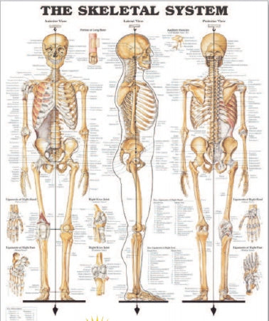 Anatomical Chart Company Anatomical Chart Skeletal System 20 X 26 Inch Heavy Paper Grommets Laminated - 9781587796821