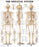 Anatomical Chart Company Anatomical Chart Skeletal System 20 X 26 Inch Heavy Paper Grommets Laminated - 9781587796821