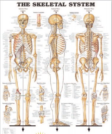 Anatomical Chart Company - Anatomical Chart Skeletal System 20 X 26 Inch Heavy Paper Grommets Laminated - 9781587796821