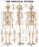 Anatomical Chart Company - Anatomical Chart Skeletal System 20 X 26 Inch Heavy Paper Grommets Laminated - 9781587796821