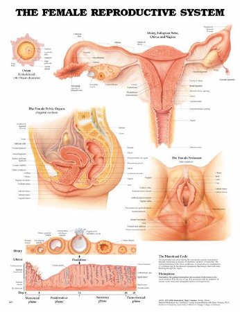 Anatomical Chart Company - Anatomical Chart Female Reproductive System 20 X 26 Inch Plastic Wall Mount Laminated - 1587790203