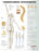 Anatomical Chart Company - Anatomical Chart Understanding Osteoporosis 20 X 26 Inch Plastic Grommets Laminated - 9781496362483