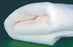 Alimed AliMed Cast Padding Undercast 60 X 36 Inch Polyester - 4369