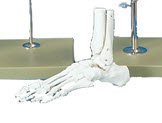 Alimed Foot Model Plastic - 7580