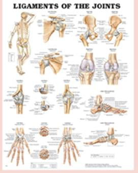 Patterson Medical Supply Anatomical Chart Spine Disorders 20 X 26 Inch Plastic Laminated - 550812