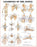 Patterson Medical Supply Anatomical Chart Spine Disorders 20 X 26 Inch Plastic Laminated - 550812