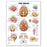Patterson Medical Supply - Anatomical Chart Skeletal System 20 X 26 Inch Plastic Laminated - 816904