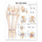 Wolters Kluwer Health Inc Chart Anatomical Hip And Knee 20X26" Ea - 9781587798672
