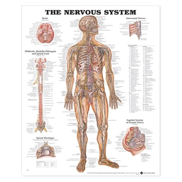 Wolters Kluwer Health Inc Chart Anatomical The Nervous System 20X26" Ea - 9781587790447