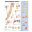 Wolters Kluwer Health Inc Chart Anatomical Shoulder And Elbow 20X26" Ea - 9781587796852