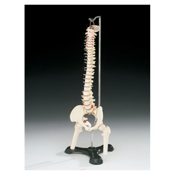 Wolters Kluwer Health Inc Spine Model Anatomical Male Ea - A59/1