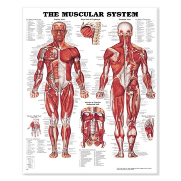 Wolters Kluwer Health Inc Chart Anatomical The Muscular System 20X26" Ea - 9781587796838