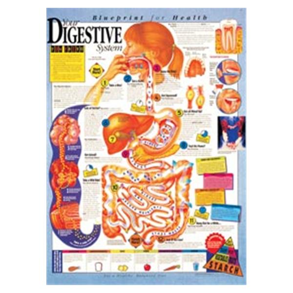 Wolters Kluwer Health Inc Chart Educational Blueprint For Health Series 20X26" St - KSSET9