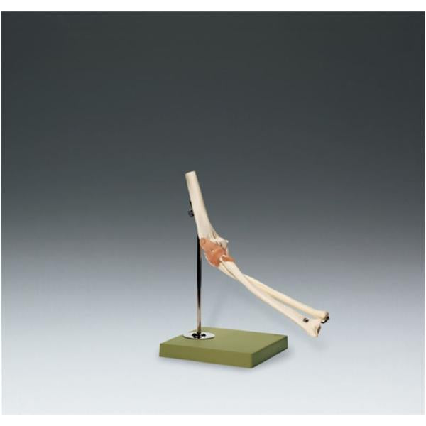 Wolters Kluwer Health Inc Functional Elbow Joint Model Anatomical Ea - NS-52