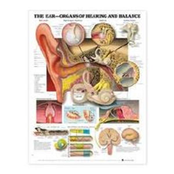 Wolters Kluwer Health Inc Chart Anatomical Ear: Organs Of Hearing And Balance 20X26" Ea - 9781587791208