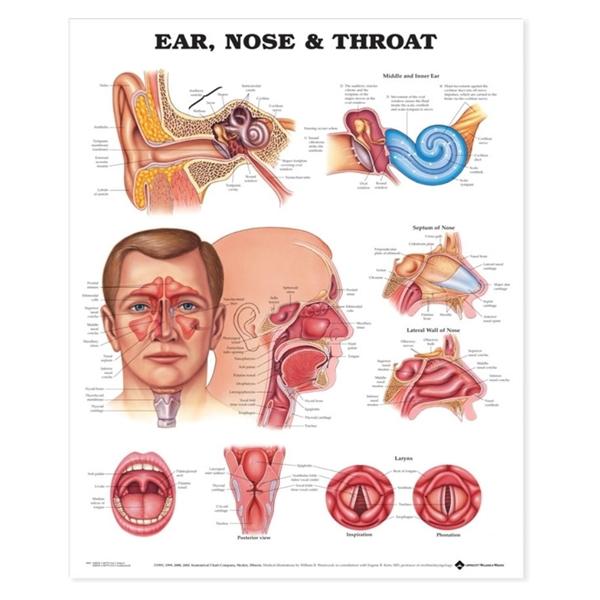Wolters Kluwer Health Inc Chart Anatomical Ears/Nose/Throat 20X26" Ea - 9781587791154