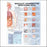 Anatomical Chart Company Anatomical Chart Sexually Transmitted Infections (STIS) 20 X 26 Inch Plastic Wall Mount Laminated - 9781587798504
