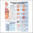 Anatomical Chart Company - Anatomical Chart Sexually Transmitted Infections (STIS) 20 X 26 Inch Plastic Wall Mount Laminated - 9781587798504