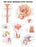 Anatomical Chart Company - Anatomical Chart Male Reproductive System 20 X 26 Inch Paper Unmounted Laminated - 9781587790317